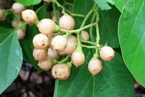 میوه‌ای خاص برای درمان میگرن و تقویت ایمنی بدن