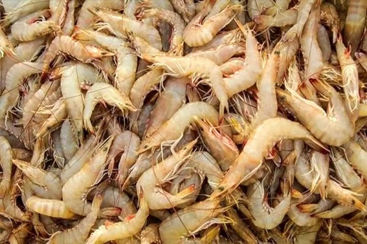 انواع میگوهای جنوب و خوراکی در ایران