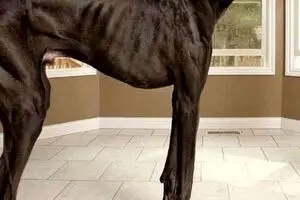 بلندترین سگ جهان به اندازه یک انسان