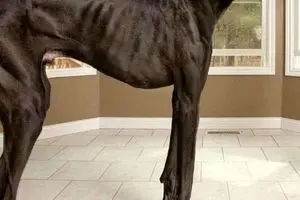 بلندترین سگ جهان به اندازه یک انسان